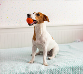 Puppy is sitting on a bed. Jack Russell Terrier