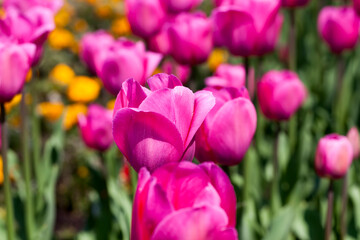 garden with tulips in the summer season