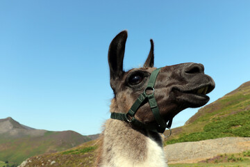 laughing alpaca in the mountains © eric