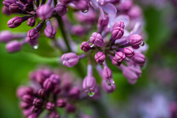 Lilac garden trees under the rain nature spring time with free space text