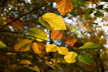 sunlit leaves