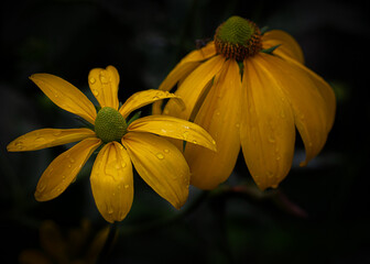 Rudbeckia