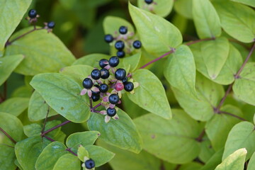 
Fruits of Hypericum perforatum, known as perforate St John's-wort,  common Saint John's wort and St John's wort  is a flowering plant in the family Hypericaceae.
