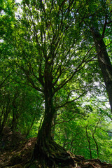 Obraz premium trees in the forest