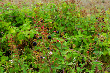 blackberry plant and ripe blackberries.