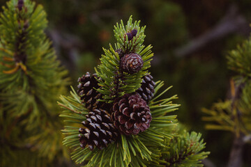 close up of pine cones