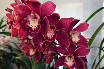 Cymbidium royal red orchid flower in winter splash. Colorful cymbidium valley vampire blood flowers orchid in a garden