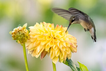 Hummingbird on flower