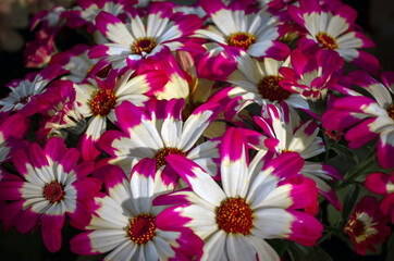 Fototapeta premium Fresh cineraria or common ragwort is a flowering plant. Bright light on pink pericallis x hybrida flower in a balcony