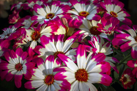 Fresh cineraria or common ragwort is a flowering plant. Bright light on pink pericallis x hybrida flower in a balcony
