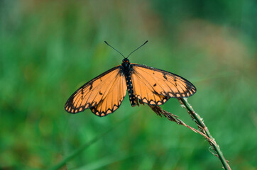 Fototapeta na wymiar A beautiful yellow butterfly (Garden Acraea or insects) on the grass.