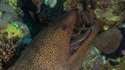 moray eel smile 