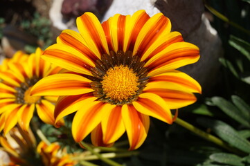 orange flower in the garden