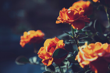 Moody Floral background with red and orange roses on dark background with copy space, floral design, selected focus