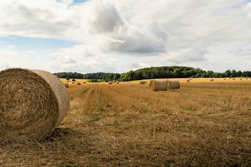 Golden hay bales on the field