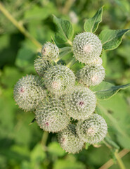 Prickly heads of burdock plants. Top view.