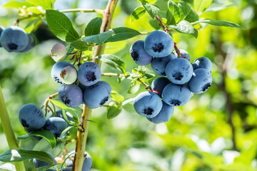 Ripe blueberries (bilberry) on a blueberry bush on a nature background. - 454114524