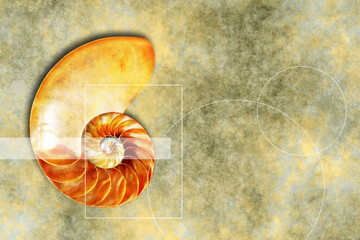 Nautilus shell section, cocnept for divine proportion and mathematics harmony