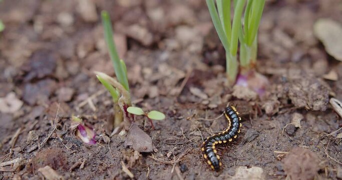 Yellow Spotted Millipede walks through dirt soil ground at the garden, Animal wildlife insect in nature
