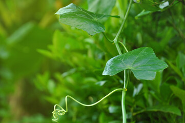 bunch of ivy gourd leaves background blurred green leaves