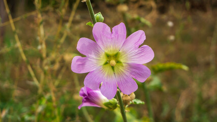 Obraz premium purple flower