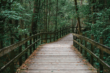 wooden bridge in the forrest