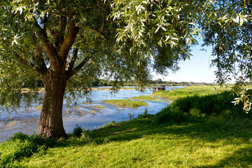 River Loire and willow at Chaumon, a commune in the Loir-et-Cher department in France.  © Christian Musat