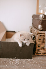 ginger kitten tame to litter box