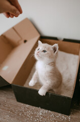 Fototapeta na wymiar ginger kitten tame to litter box