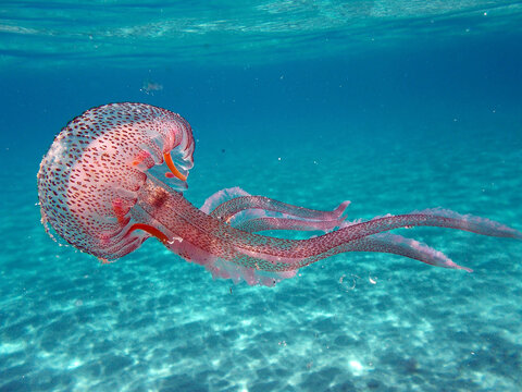 jellyfish pelagia noctiluca in the sea of Elba island
