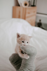 kitten playing with the owner's legs