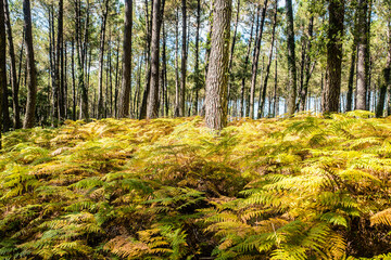 Fototapete bei efototapeten.de bestellen   