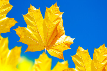 Blue sky. autumn landscape with bright colorful foliage. Indian summer.