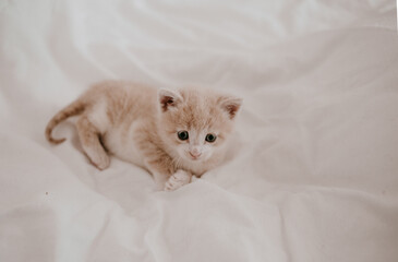 Fototapeta na wymiar ginger kitten laying in the white bed
