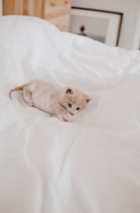 ginger kitten laying in the white bed
