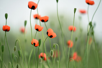 Obraz premium Delicate scarlet flowers of poppies on a green meadow. Soft selective focus. artistic photo. 