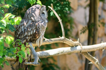 Big owl sitting on a branch. (Strix)