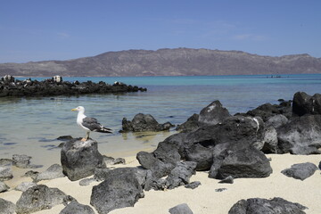 Seagull on a rock at Coronado island with white sand beach crystal clear water and mountains in the...