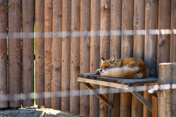 Red fox in the zoo in a cage. Animals in captivity