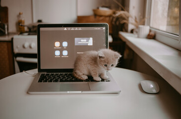 kitten playing with MacBook - obrazy, fototapety, plakaty