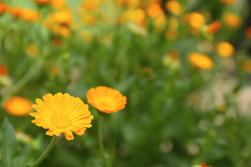 Beautiful blooming calendula flower outdoors. Space for text