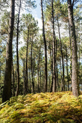 Fototapeta premium Magnificent landscape of a pine forest with a carpet of ferns