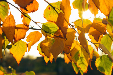 Autumn yellow birch leaves on the background of the setting sun