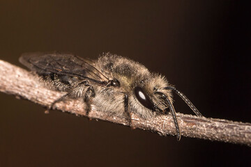 Macro fly insect on a branch in the garden