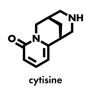 Cytisine (baptitoxine, sophorine) smoking cessation drug molecule. Skeletal formula.