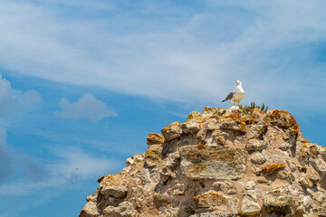 Old fortress walls are destroyed by time, seagulls on the ruins of the sea fortress