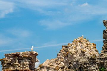 Old fortress walls are destroyed by time, seagulls on the ruins of the sea fortresss, 