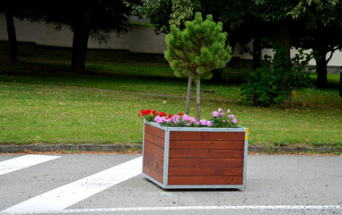 ornamental flower pots next to the road in the square. annual flowers and dwarf pines of a circular...