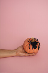 Hand holding small orange pumping with black spider on pink background. Aesthetic minimal composition.