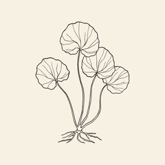 Hand drawn gotu kola. Centella asiatica drawing